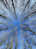 Upward View of Leafless Trees Against a Vivid Blue Sky photo
