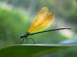 Closeup of a Yellow and Green Damselfly on a Leaf photo