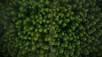 Aerial View of Lush Green Forest with Central Path photo