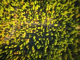 Aerial View of Autumn Forest with Yellow and Green Trees photo