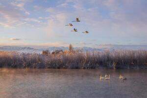Birds in Flight Over a Frosty Winter Lake at Sunrise photo