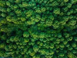 Aerial View of Lush Green Forest Canopy photo