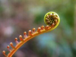 Unfurling Fern Fiddlehead Close Up photo