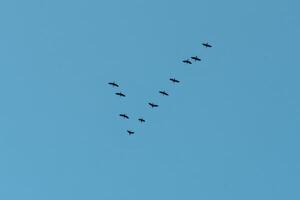 Birds in V Formation Flying in a Blue Sky photo