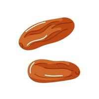 Two delicious dates on a white background vector