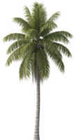 A full view of a coconut palm tree. png