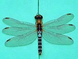 Vibrant Aqua Dragonfly Detailed CloseUp of Insect Wings and Body photo