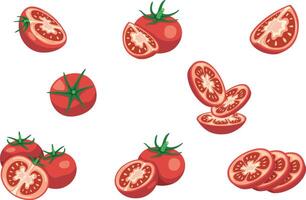 Illustration of various tomatoes and slices vector