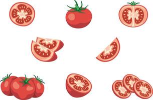 Various tomatoes including whole and sliced vector