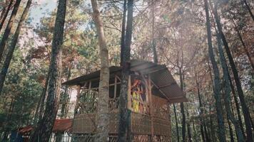 Javanese Couple in a Pine Forest Treehouse with Sun Flare video