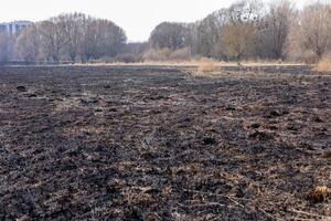 Blackened terrain shows the aftermath of a fire, with signs of regrowth and nearby trees in a desolate area during early spring photo