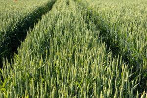 Wheat plants stand tall in a lush green field, marked by tire tracks, showcasing a thriving summer harvest under clear skies photo