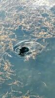 A duck eats the grass growing on the lake by itself video