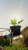 A female Caucasian gardener sprays a flower pot with a green plant against the backlight of the sun's rays. Green leaves and water droplets are illuminated by video