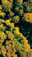 Autumn forest from above, top view. Yellow and green leaves on the heather of the trees. Golden autumn and forest on a sunny day video