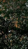Taking a look at the sky through the hatch of the car. An autumn day with colorful trees and a sunny sky. look uphill from a speeding car as it passes through video