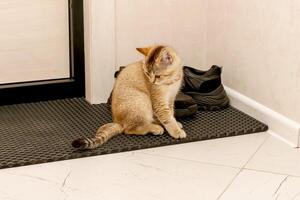 Scottish Straight kitten sits by the door and looks at his tail photo