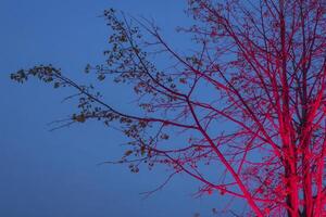 Naked tree highlighted with pink against blue sky. Closeup view. photo