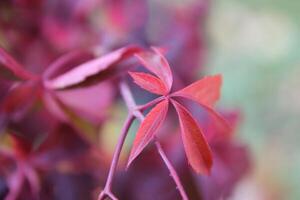 Pink or purple autumn leaves for background. Selective focus. photo