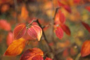 Bush with red leaves. Autumn colors. Selective focus. photo