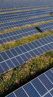 Solar panels in a field of flowers photo