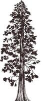 big Pine tree sketch illustration vector