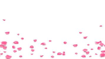 Pink rose petals fall on floor lovely background, Valentine symbolic flower of love vector