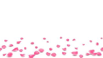 Lovely banner floral pastel pink color. Rose petals on floor background vector