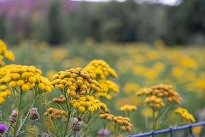 Vibrant yellow tansy flowers bloom profusely in a sprawling natural summer field, symbolizing wild botanical beauty and ecosystem vitality photo