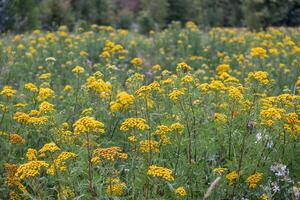 A vibrant expanse of wild yellow tansy flowers thrives beautifully in a sunlit green summer meadow, representing natural beauty and healthy ecosystems photo