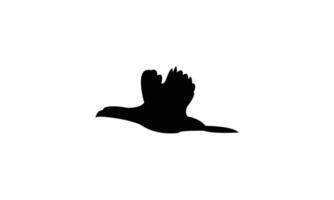 Flying American coot black Silhouette Design vector