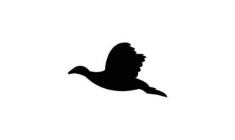 Flying American coot bird Silhouette Design And Illustration. vector