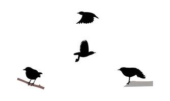 American dipper bird Silhouette Collection vector
