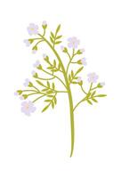 Forget0-me-not smal white wildflowers flat icon Summer bouquet vector