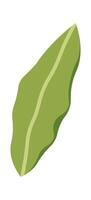 Bay leaf flat icon Spices for borscht vector