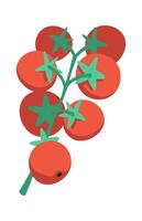Fresh tomatoes flat icon Vegetable packaged food vector