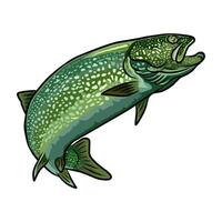 Vibrant brook trout illustration jumping upwards with detailed spots. vector