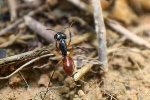 close up photo of a giant ant genus dinomyrmex