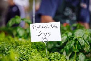 Fresh potted basil for sale at outdoor market photo
