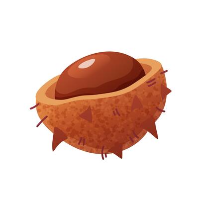 Autumn chestnut in shell. Autumn harvest, fall trees. botanical element