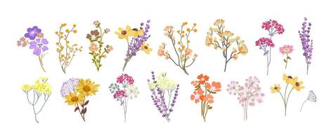 Colorful wildflowers in various arrangements vector
