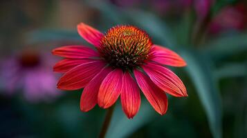 Beautiful red and pink echinacea flower, captured in sharp detail. photo