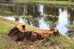 A beautifully picturesque scene showcasing a tree stump beside peaceful water reflections photo