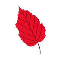 Illustration of red leaf with sharp edges. For autumn designs, seasonal decorations and nature themes. Autumn leaf. vector
