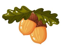 Two Acorns with Oak Leaves Illustration vector
