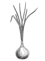 Hand drawn illustration of a growing Onion Sprout. Linear drawing of Bulb painted by black inks for culinary recipes or cookbook design. Outline sketch of kitchen vegetable in vintage style. vector