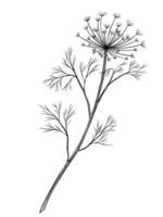 illustration of Dill sprig in outline style. Linear engraving of aromatic herb painted by black inks for cooking book or organic menu design. Engraving of fennel for recipe card. vector