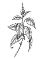 illustration of a Basil sprig in outline style. Hand drawn linear engraving for cooking book, recipe, or menu design. Black etching of mint branch painted by black inks for organic labels. vector