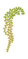 Cute cartoon golden pothos plant flat icon Home gardening vector