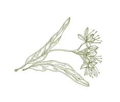 Gorgeous outline drawing of linden leaves and flowers or inflorescence. Beautiful tree part used in phytotherapy drawn with contour lines on white background. Elegant natural illustration. vector